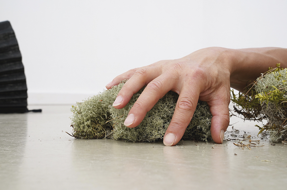 Hering und die Fluse